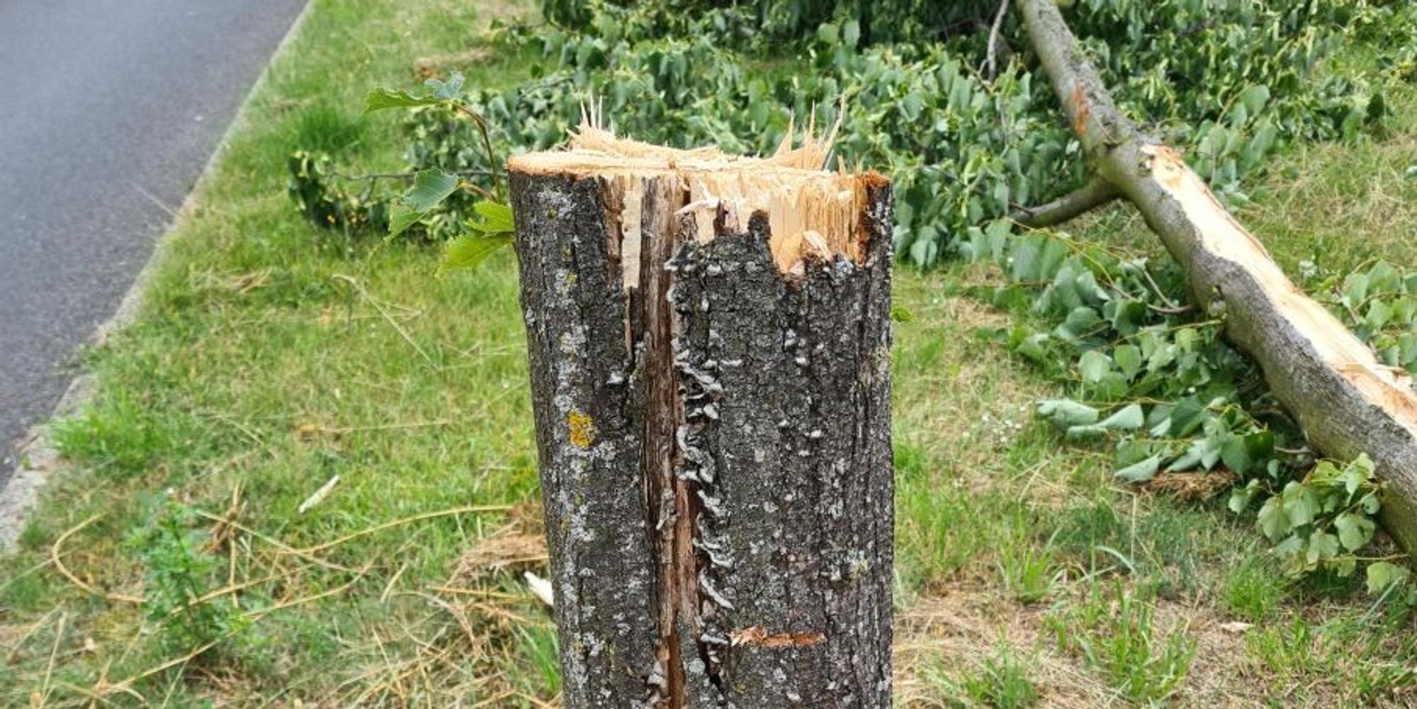 Baum Widdersdorf