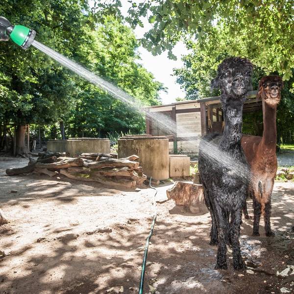 alpaka-wildpark-leverkusen-ALF_4744