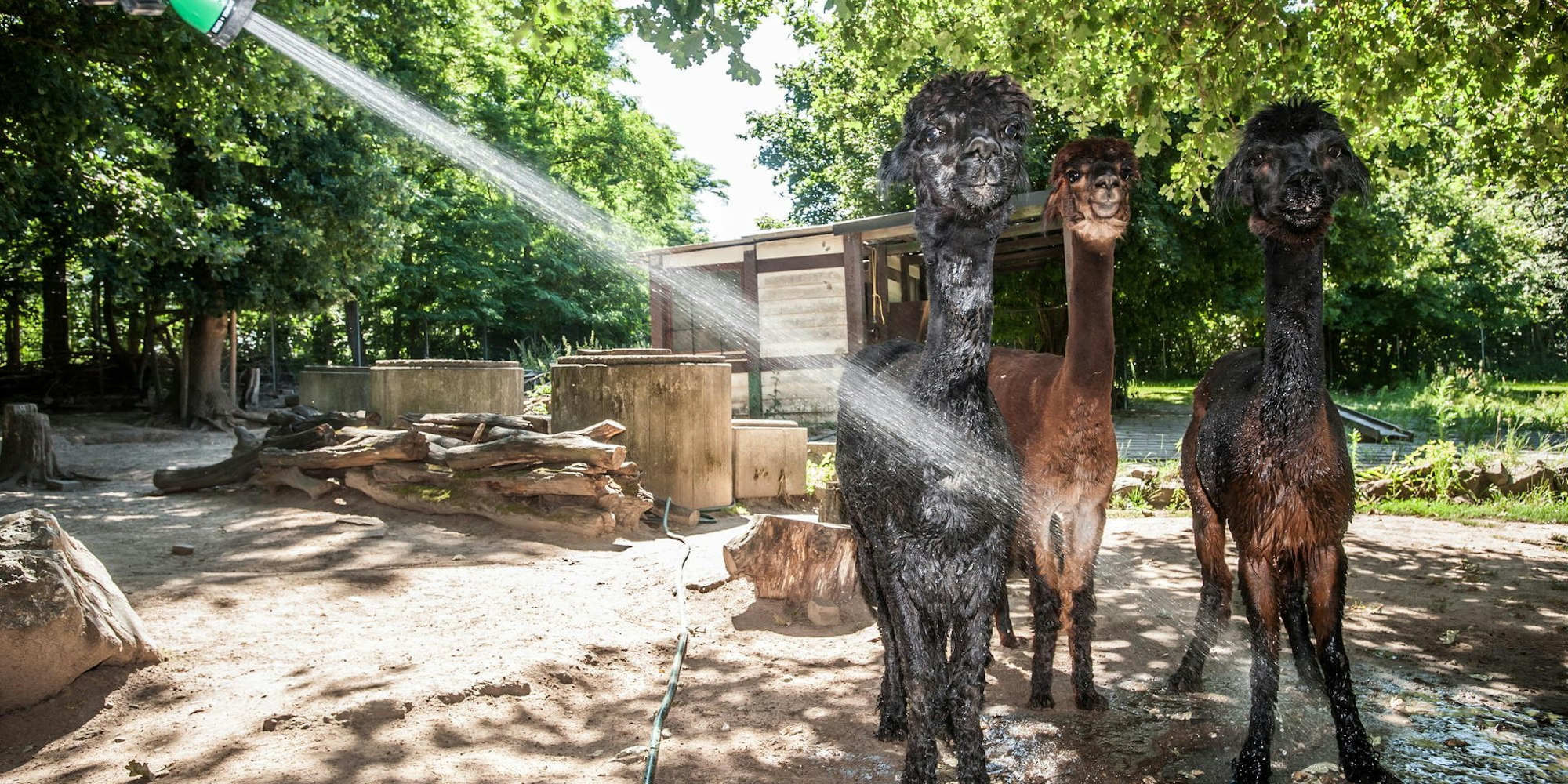 alpaka-wildpark-leverkusen-ALF_4744