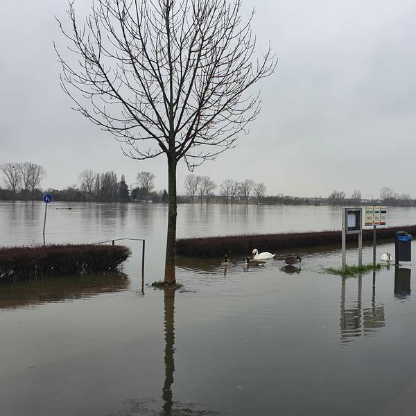 Hochwasser Niederkassel 2 010221