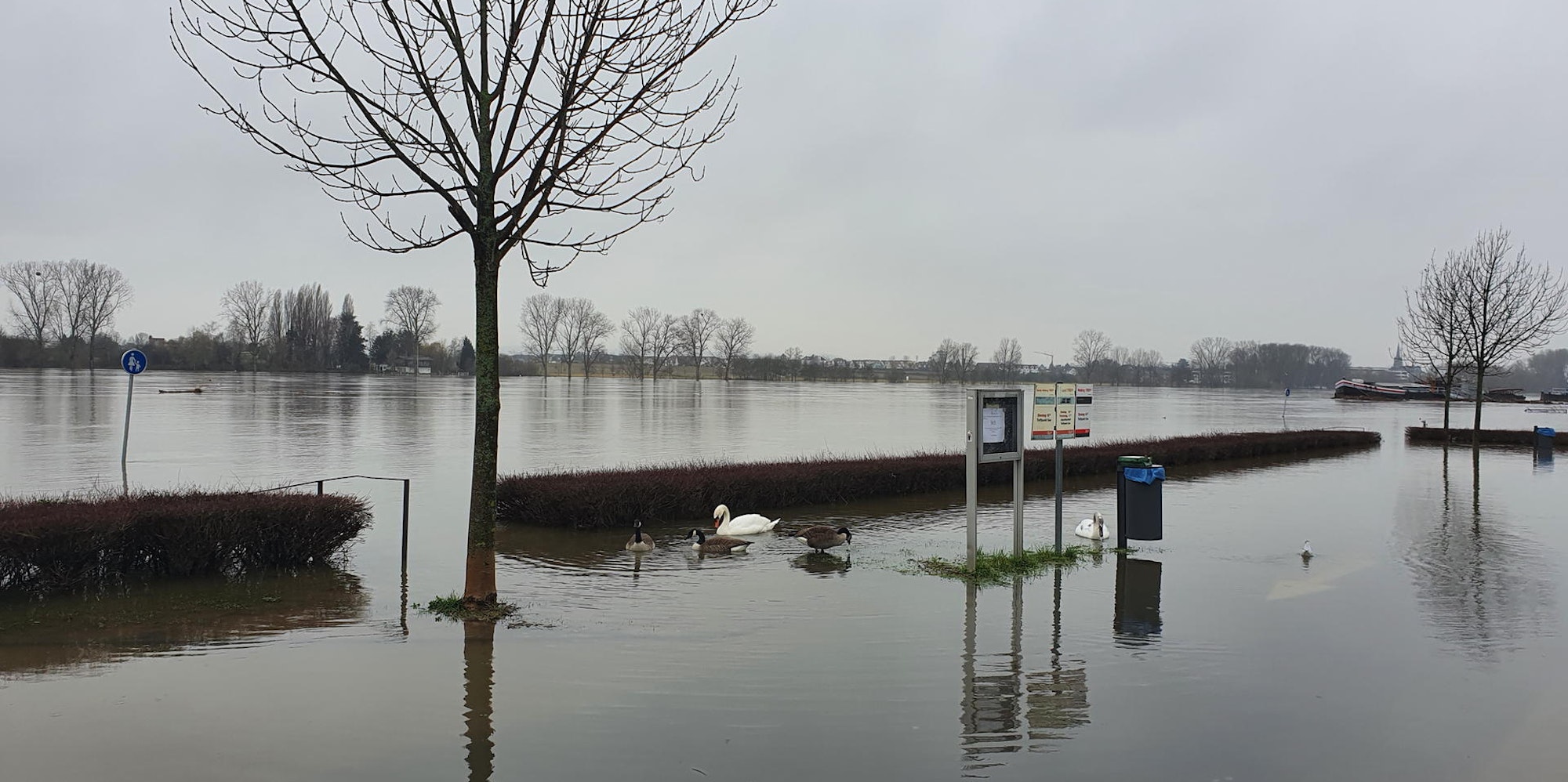 Hochwasser Niederkassel 2 010221