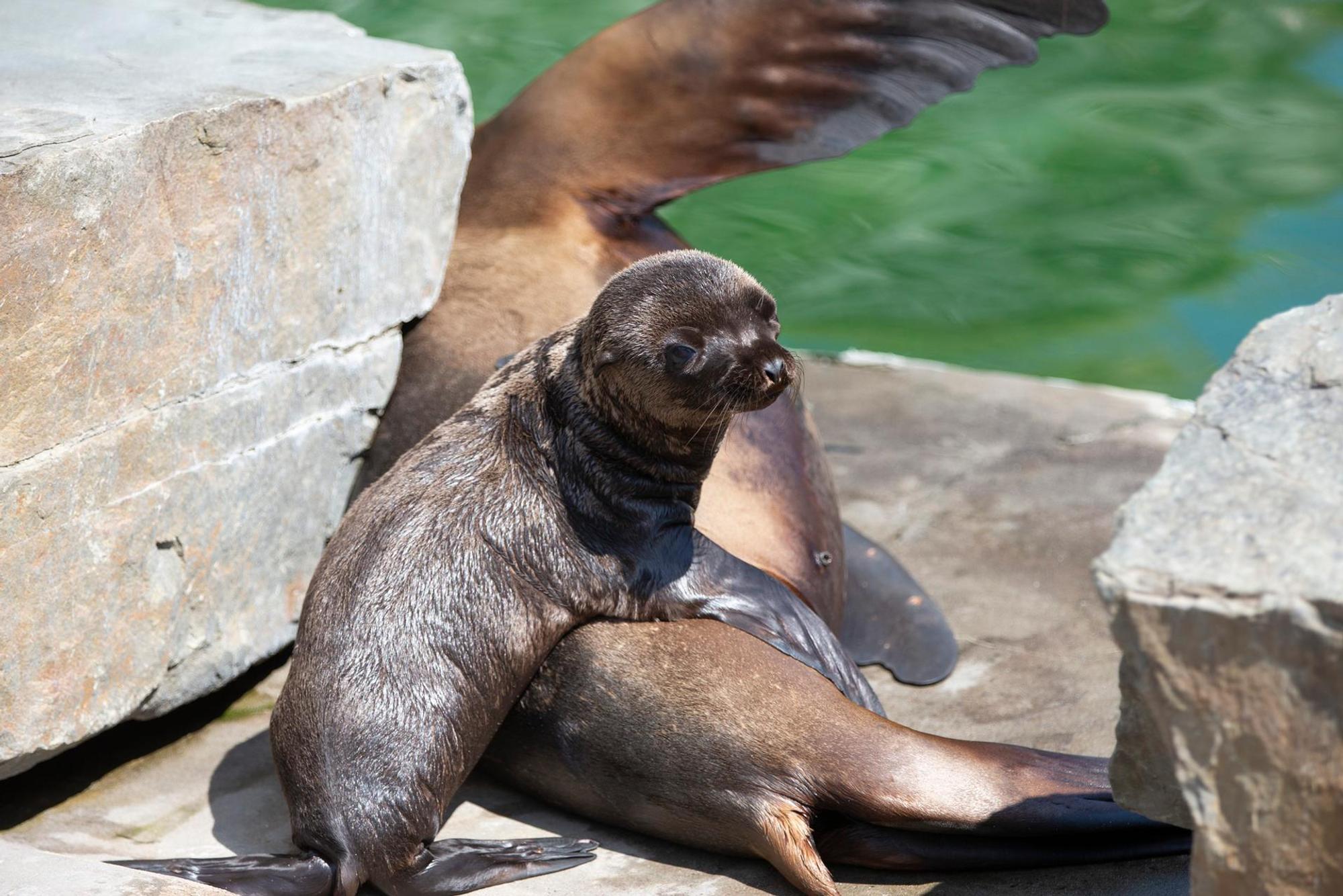 seelöwenbaby_kölnerzoo_5