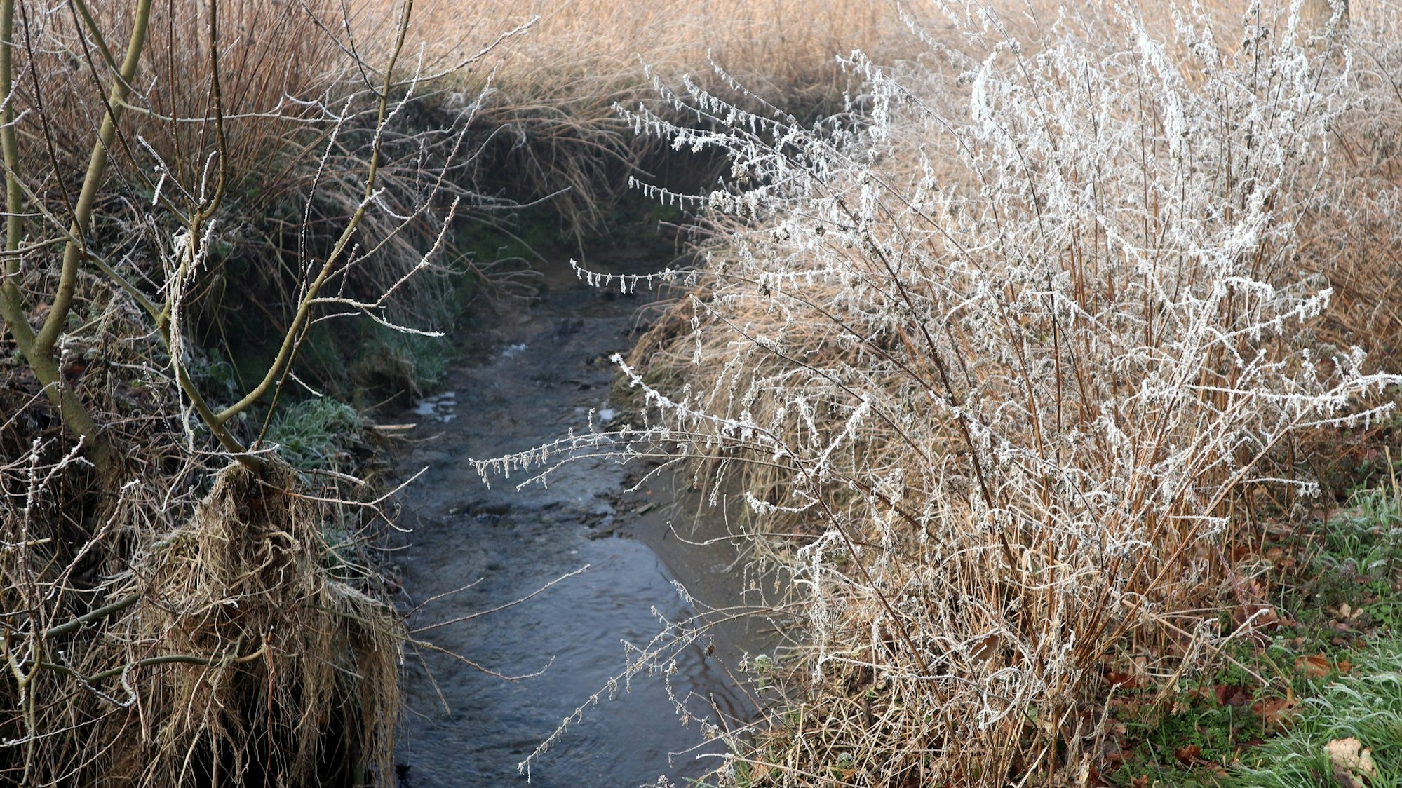 Wanderung Polch Traumpfädchen Polcher Bach Raureif