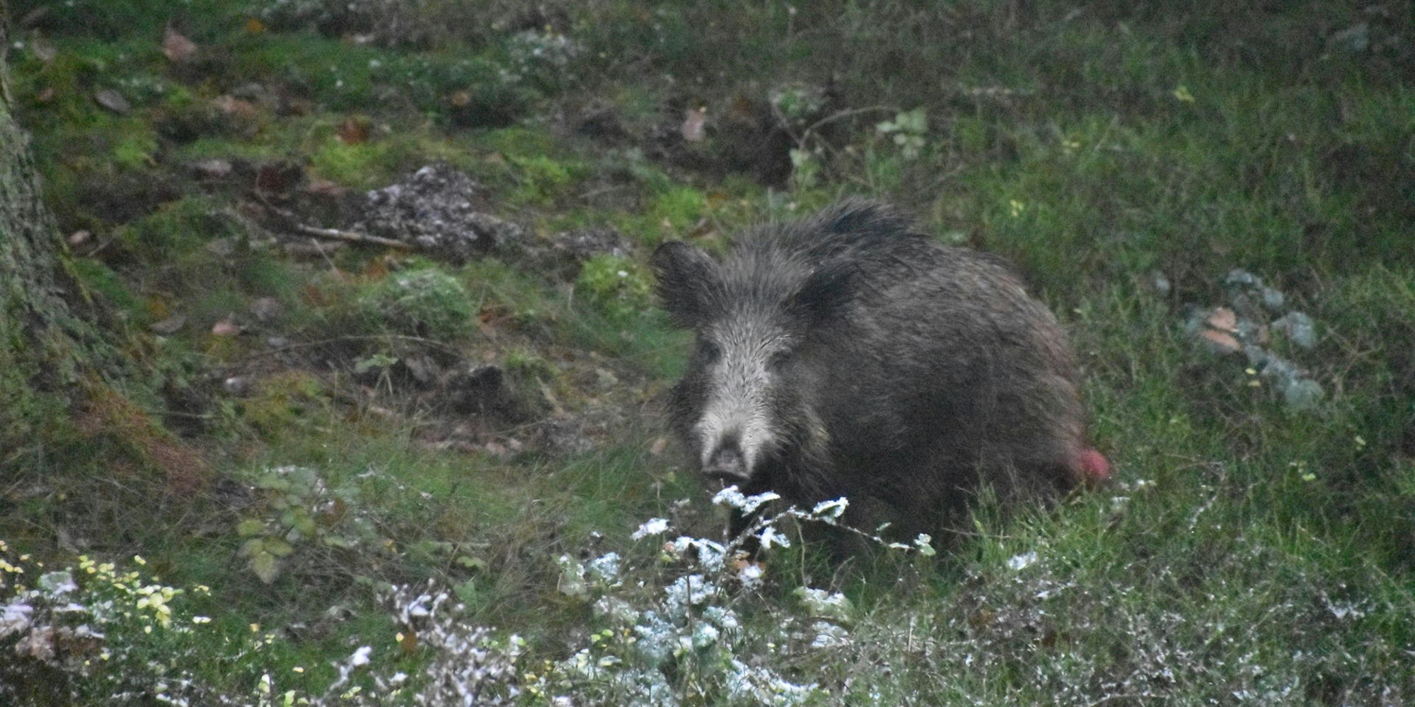Drückjagd in Eitorf (9)