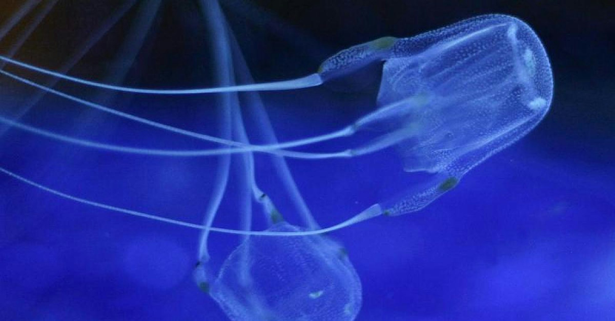 wuerfelqualle_seewespe_dpa