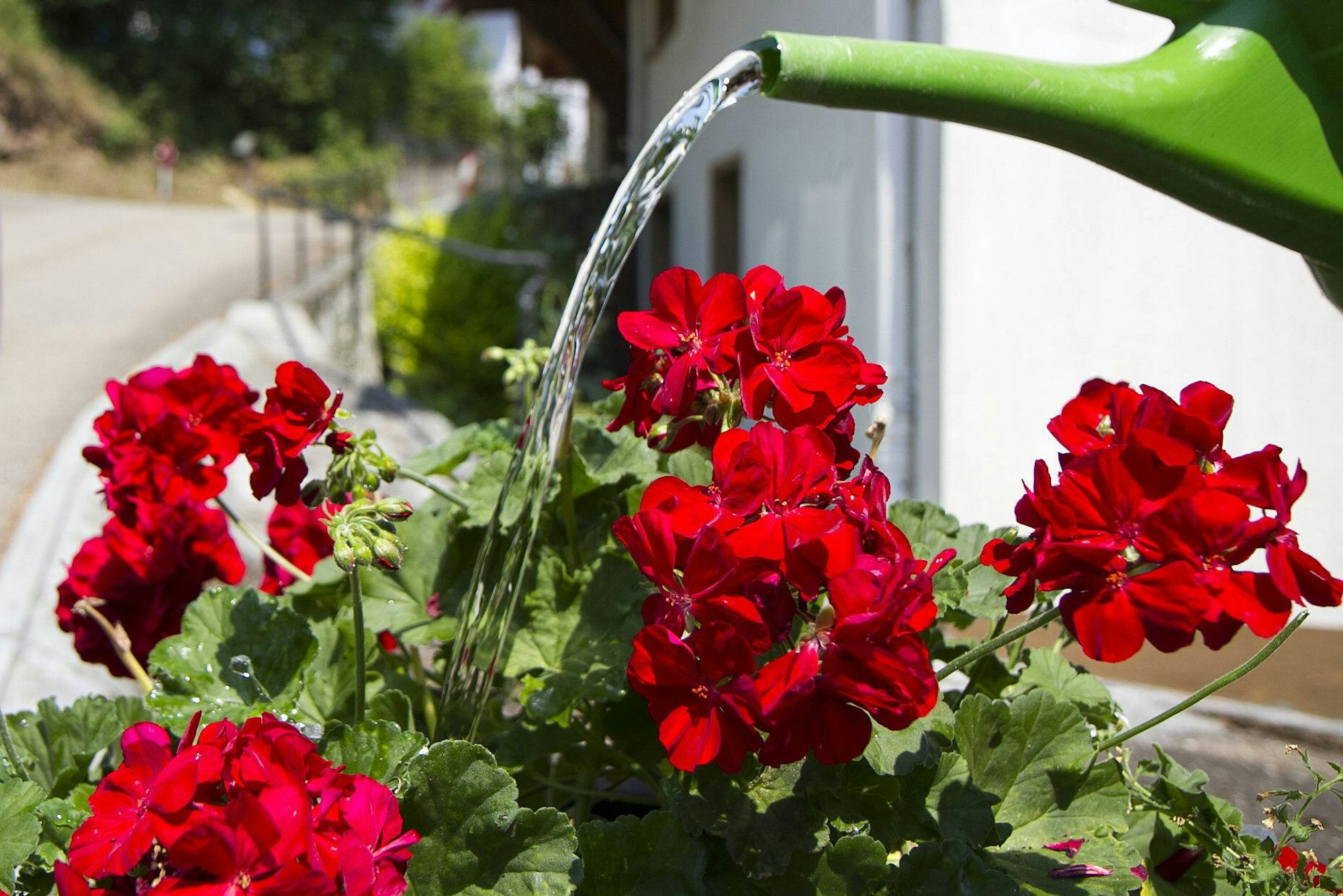 blumen_gießkanne_imago