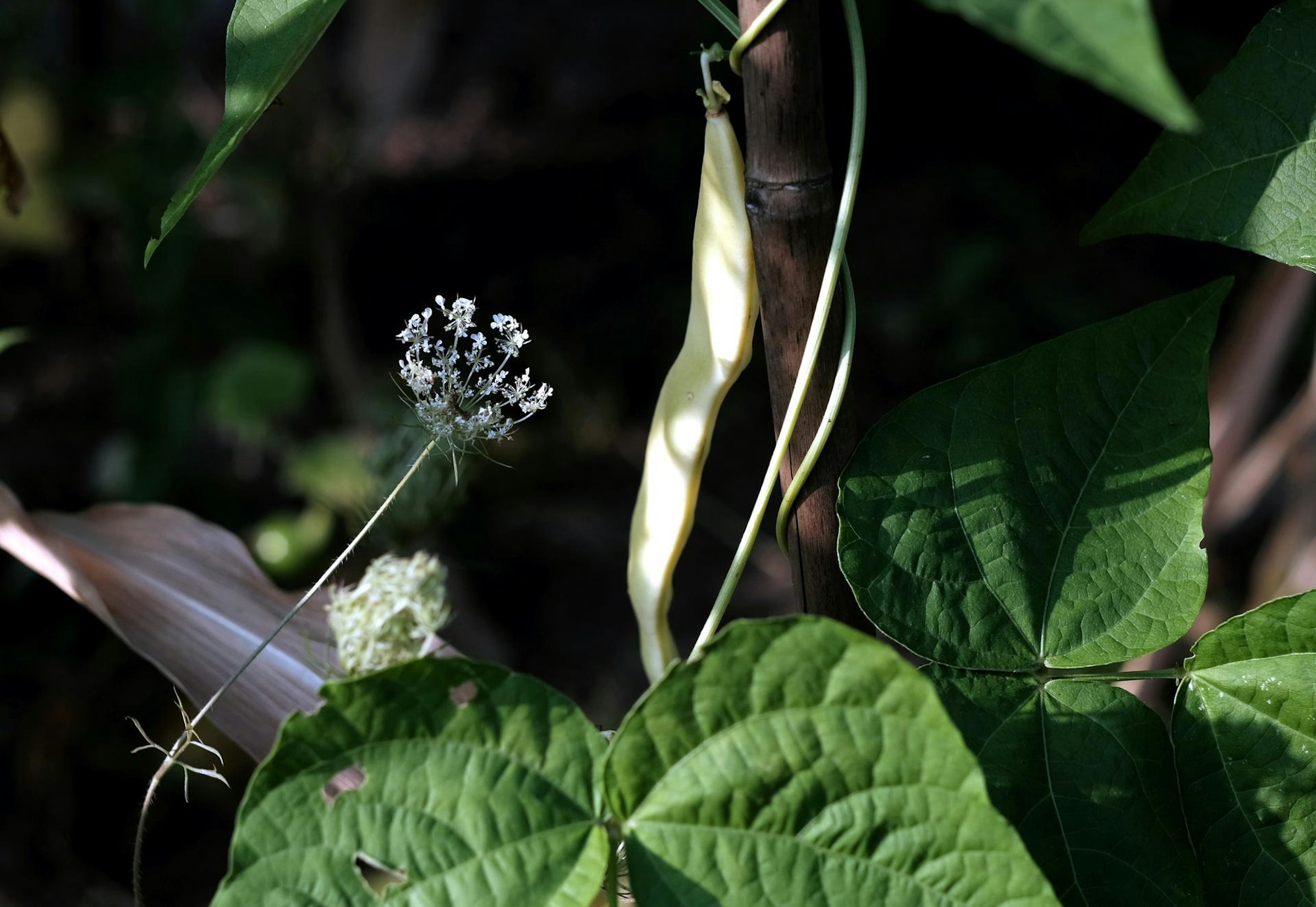 20190830max-garten29 Bohne