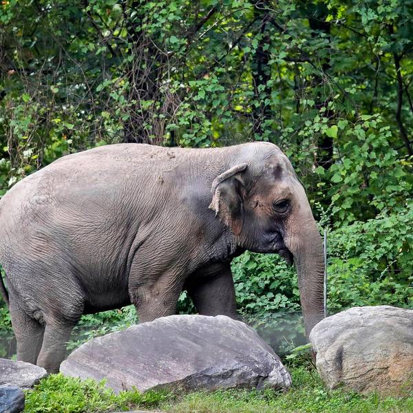Elefant happy 140622