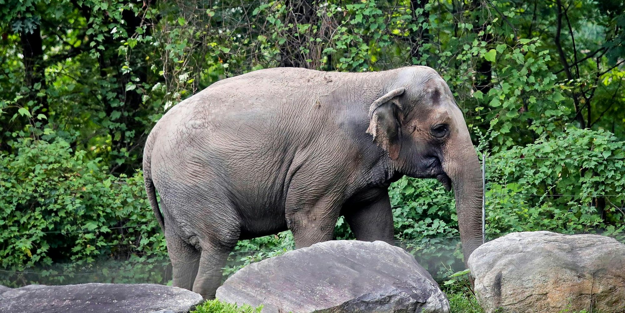 Elefant happy 140622