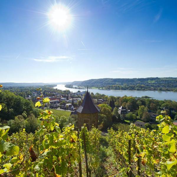 Wein am Rhein1