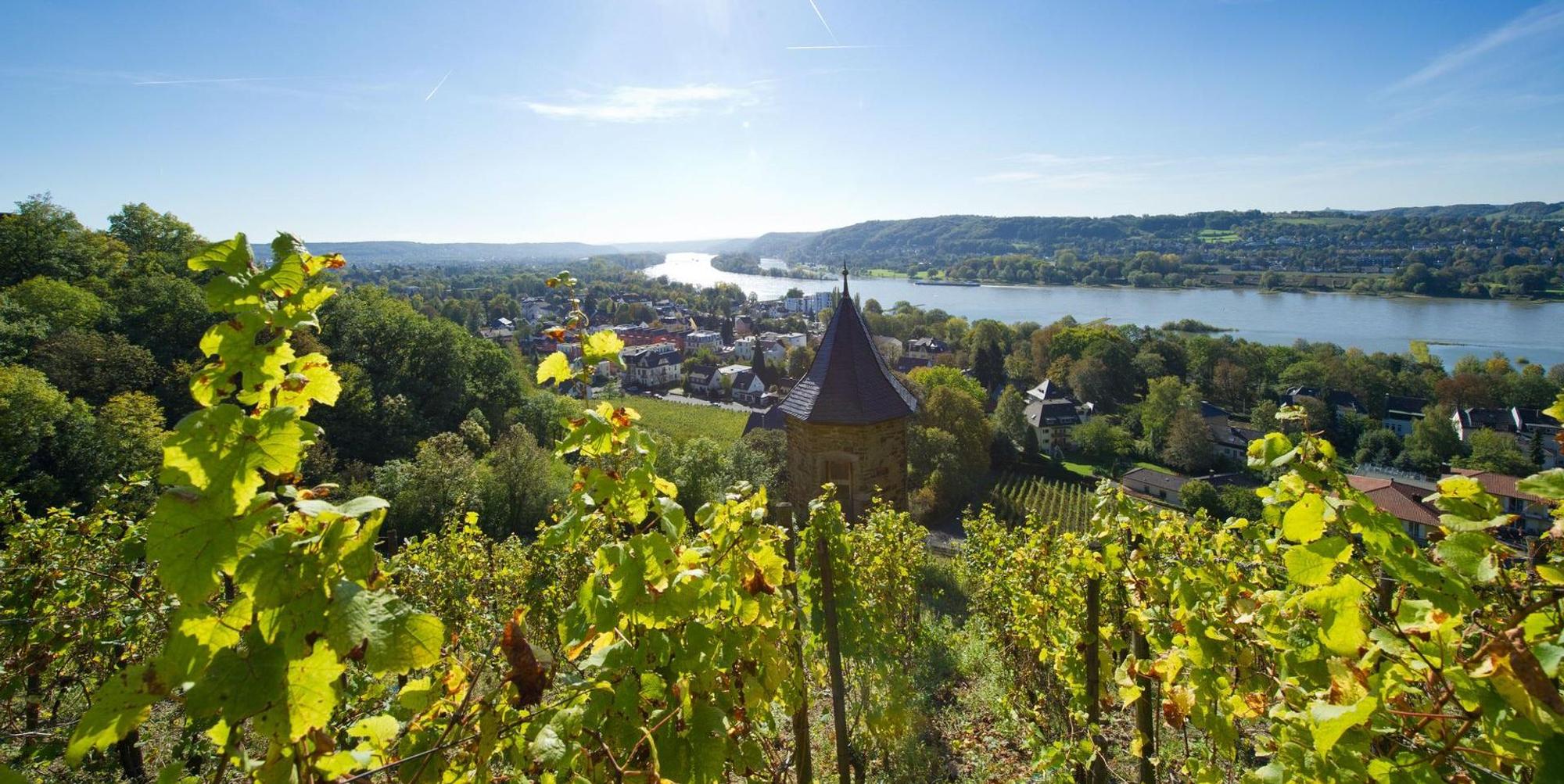 Wein am Rhein1