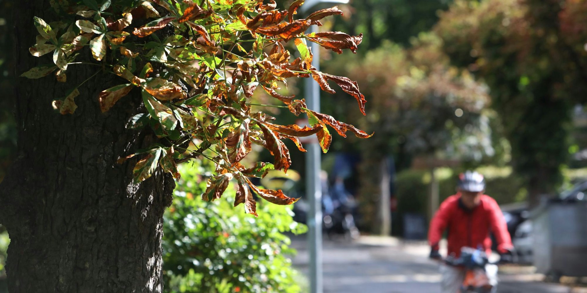 kastanie_miniermotte_rheinufer_niederdollendorf