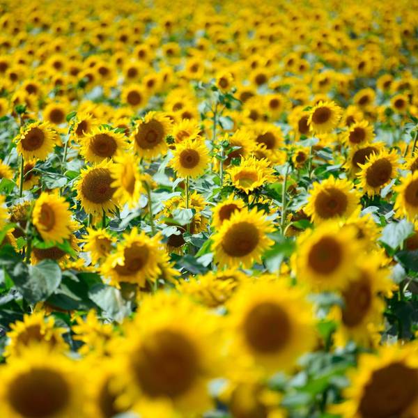 Sonnenblumen