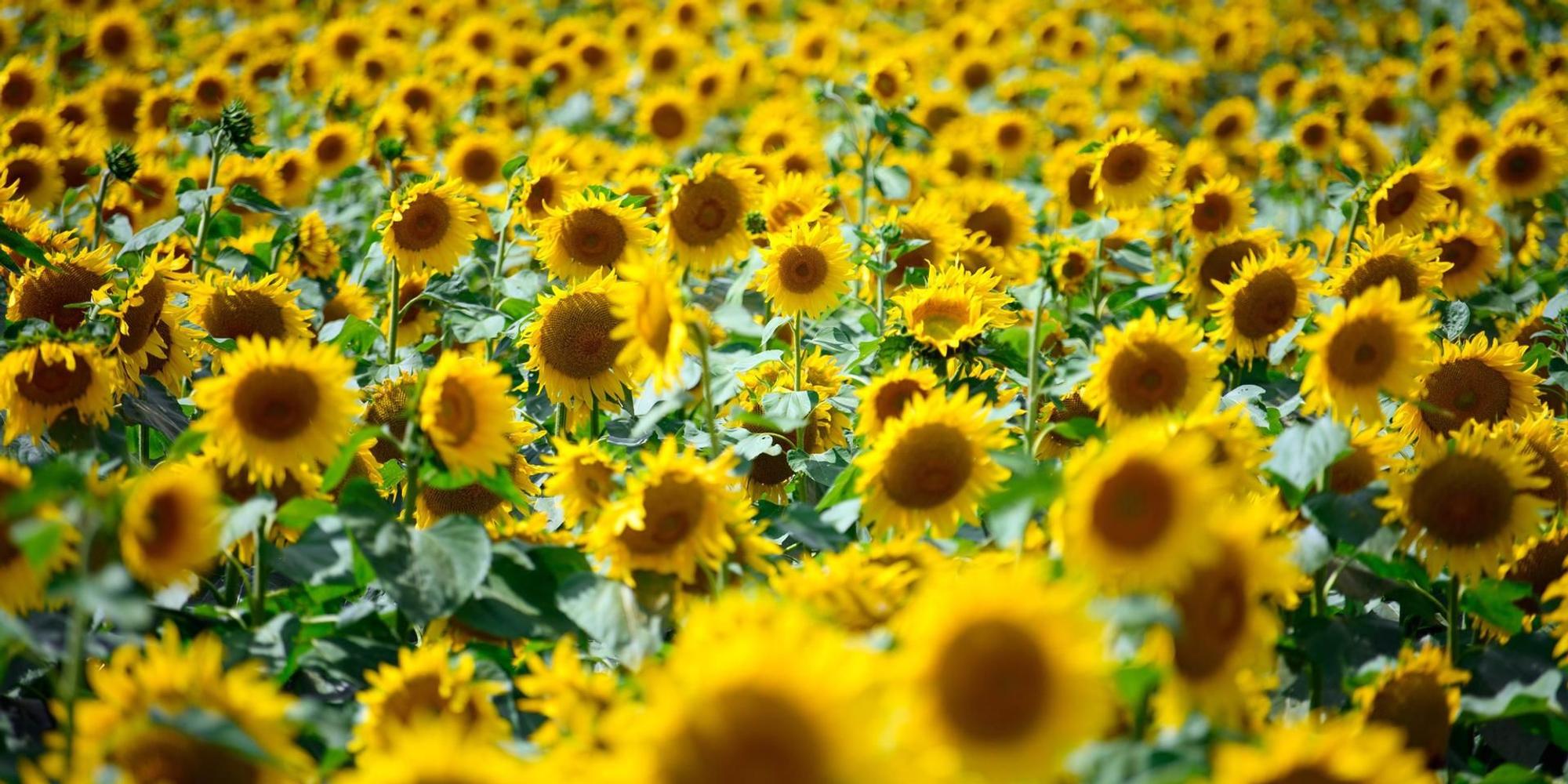 Sonnenblumen