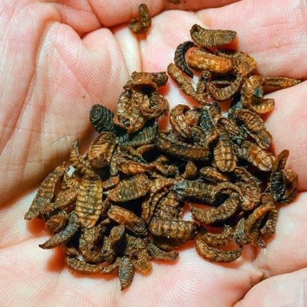 Insekten könnte bald auch im Futter für deutsche Nutztiere landen.