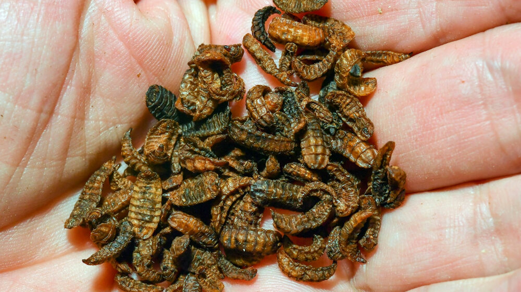 Insekten könnte bald auch im Futter für deutsche Nutztiere landen.