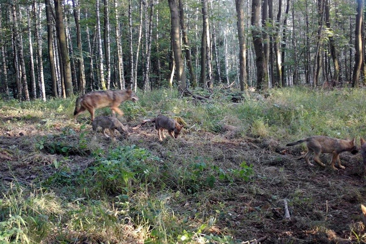 Wolfsfamilie_900x600