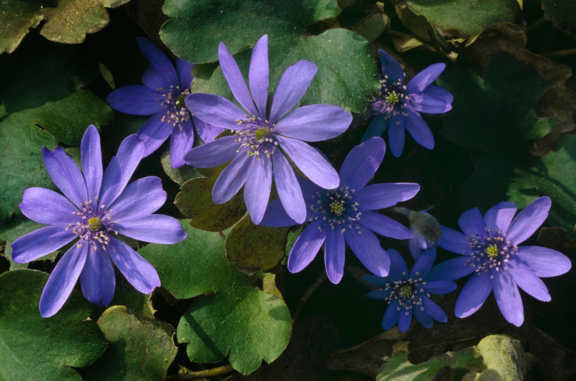 Leberblümchen55793569