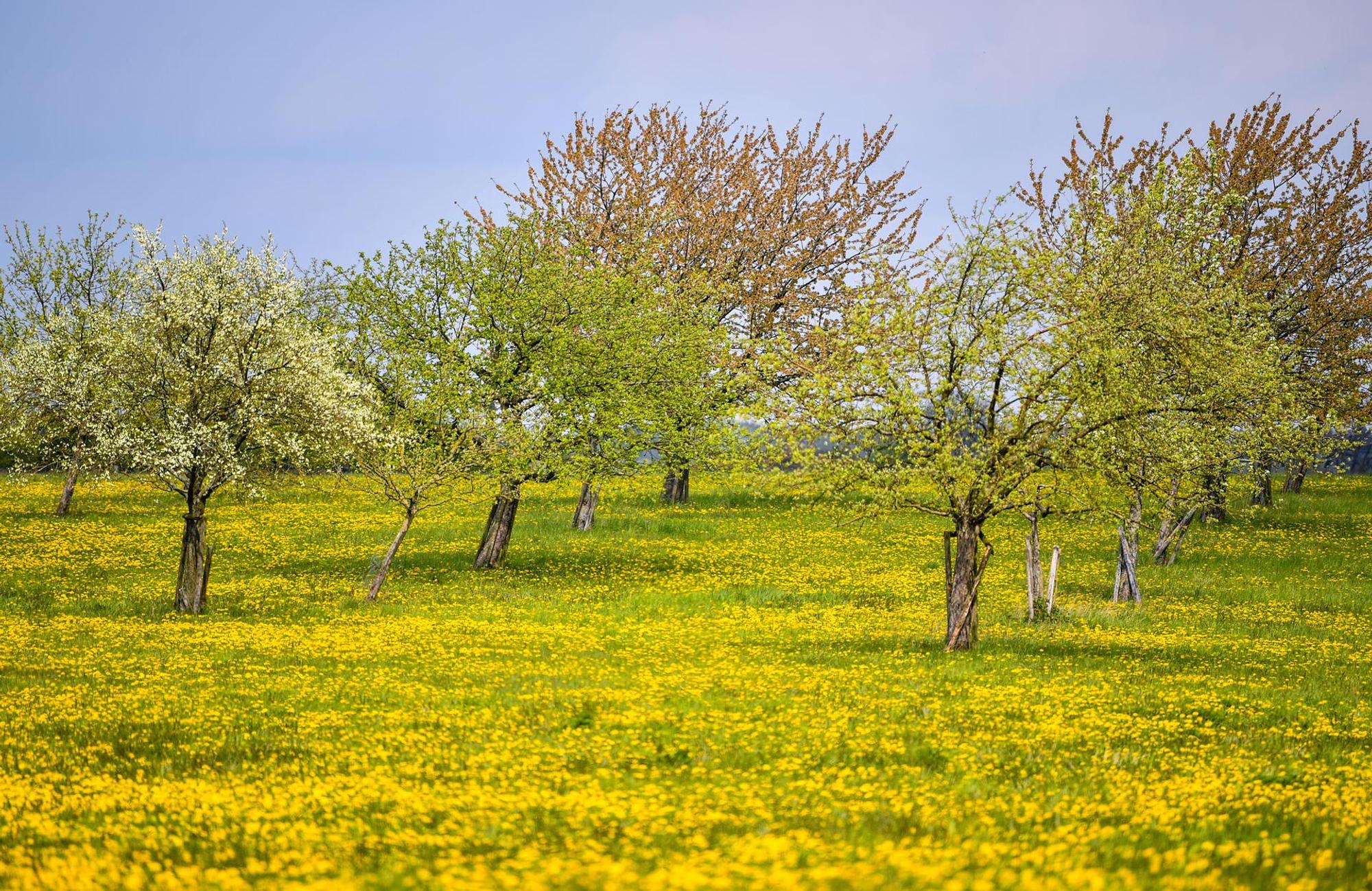 löwenzahn wiese