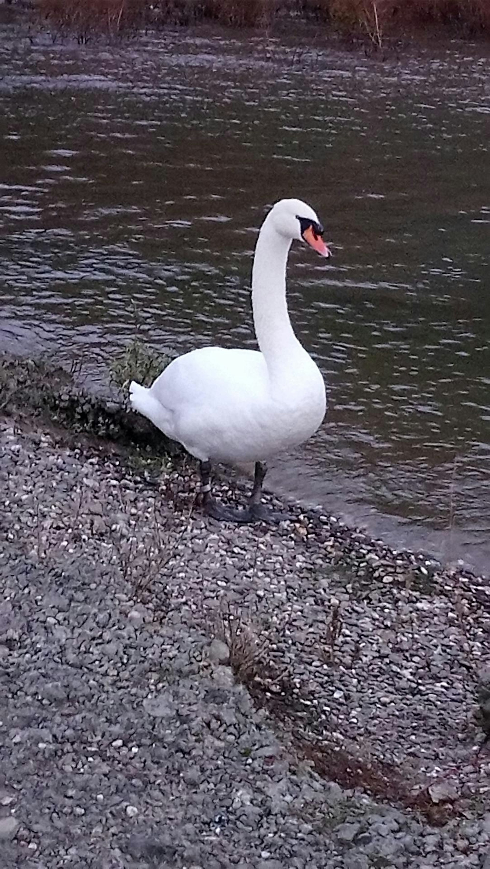 sues Schwan 2 Mutter Foto Pflugmacher