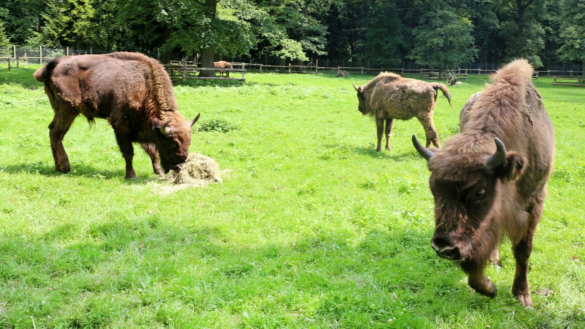 Wisente auf einer grünen Wiese.