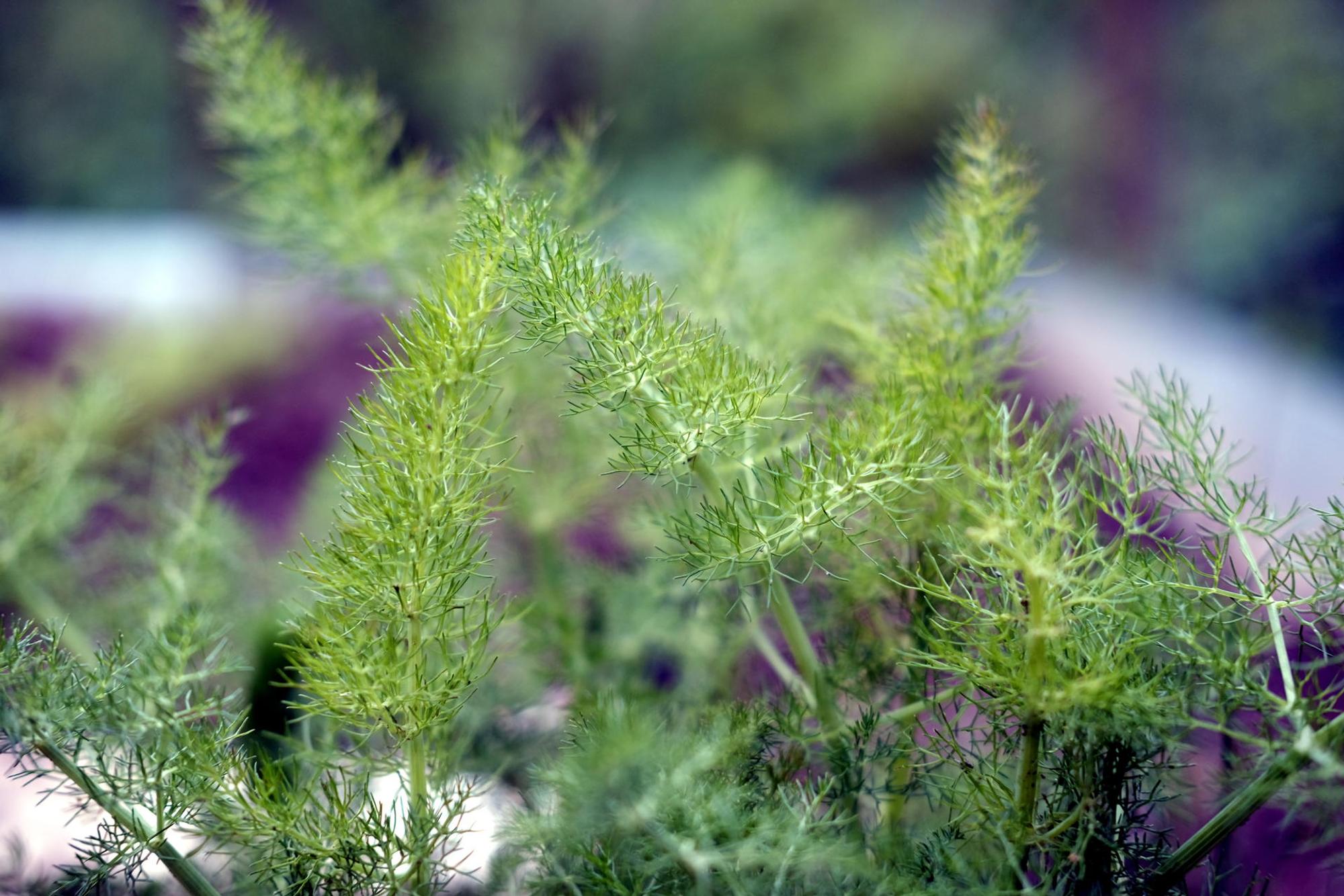 Fenchel 20190506max-garten14