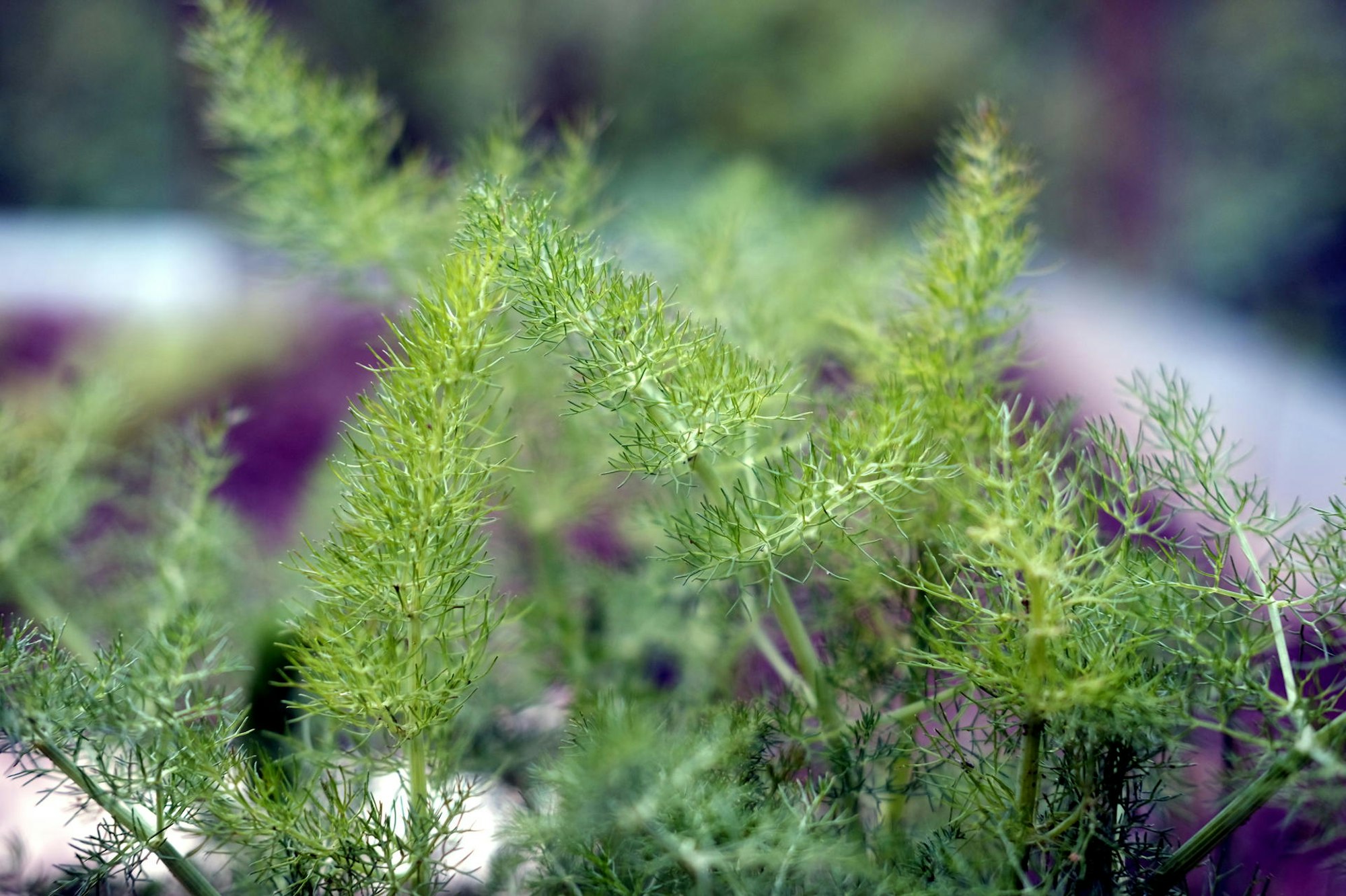 Fenchel 20190506max-garten14