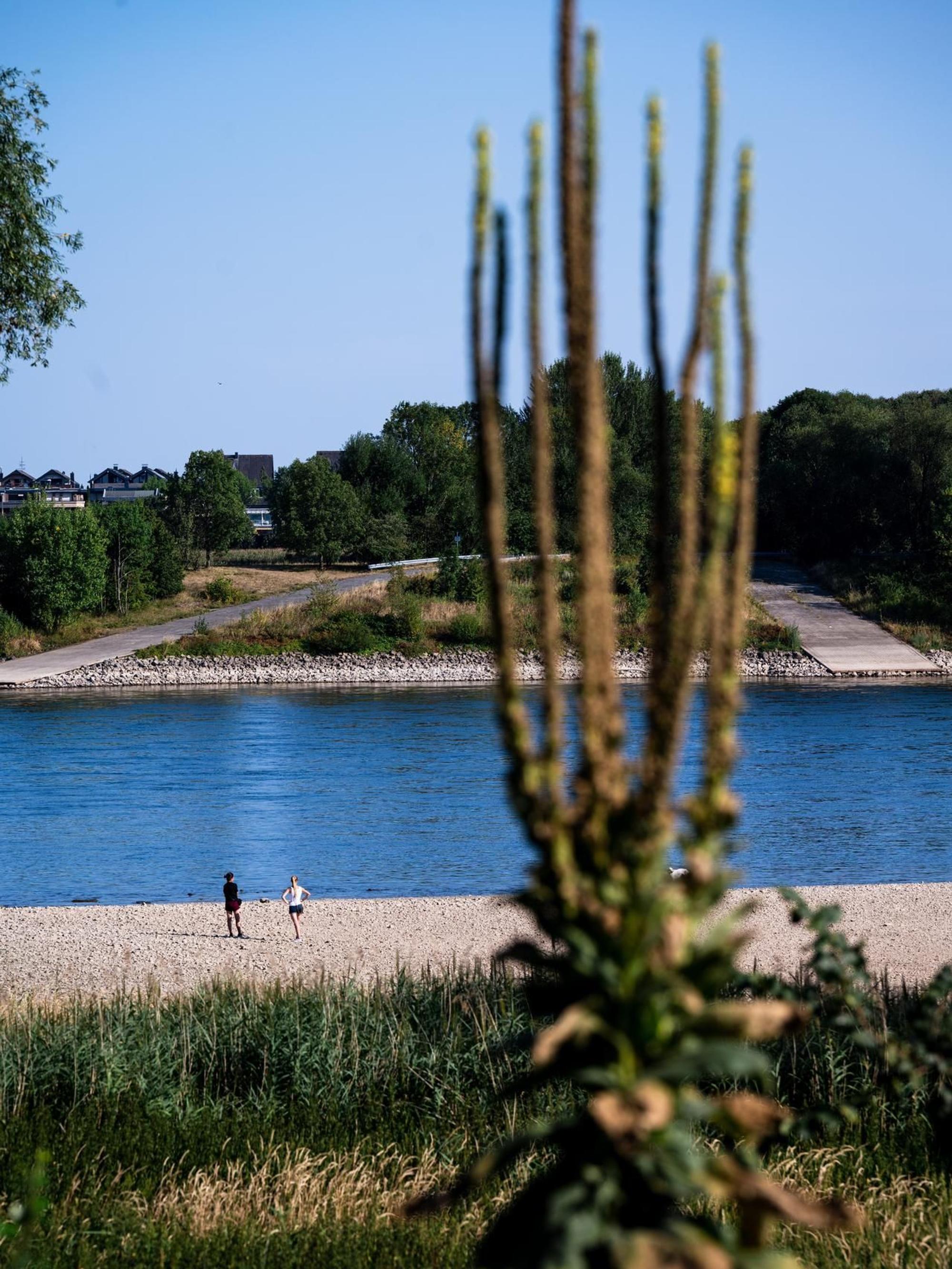 KR Rhein Aale