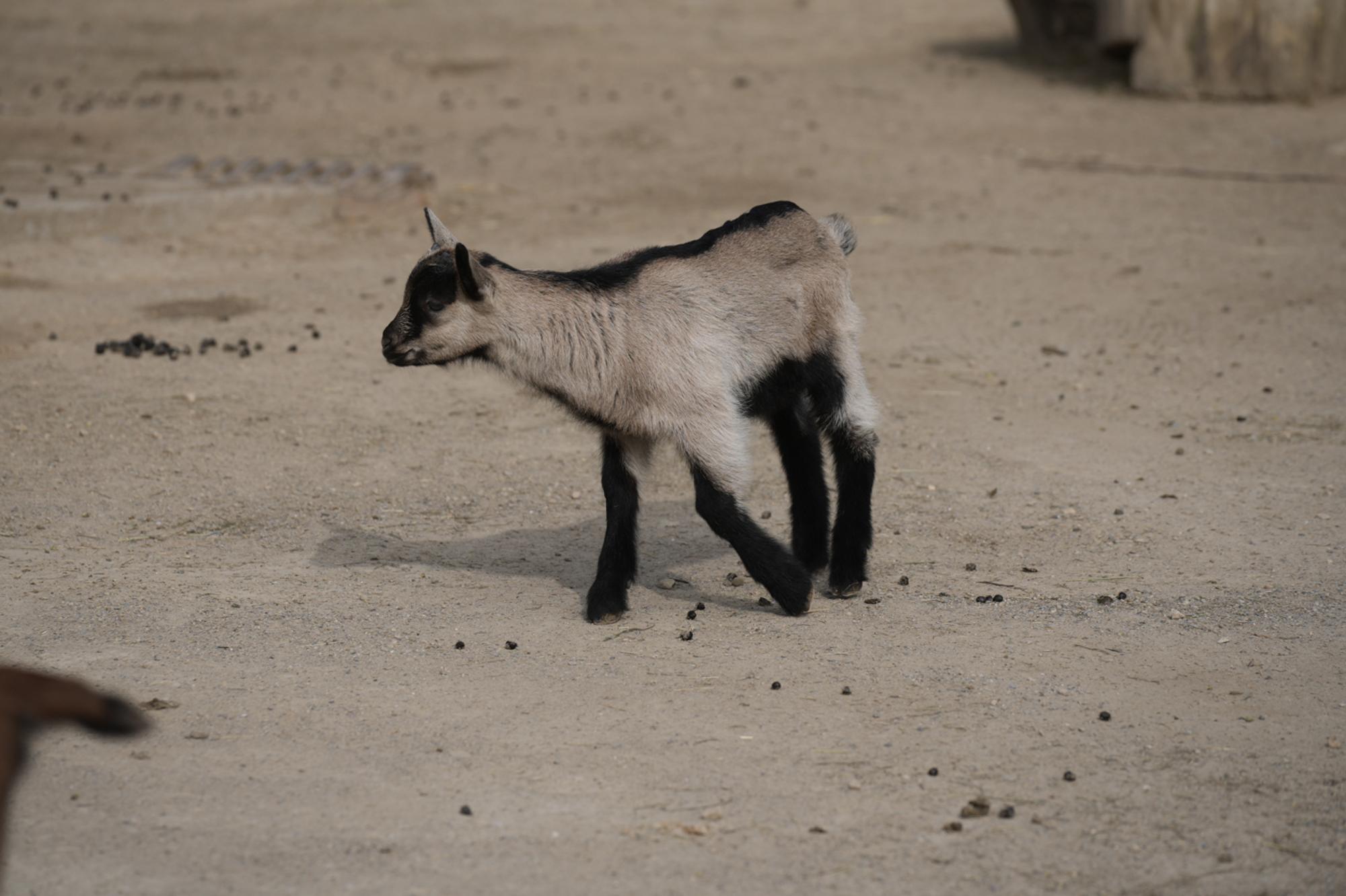 Henneschen im Kölner Zoo 2