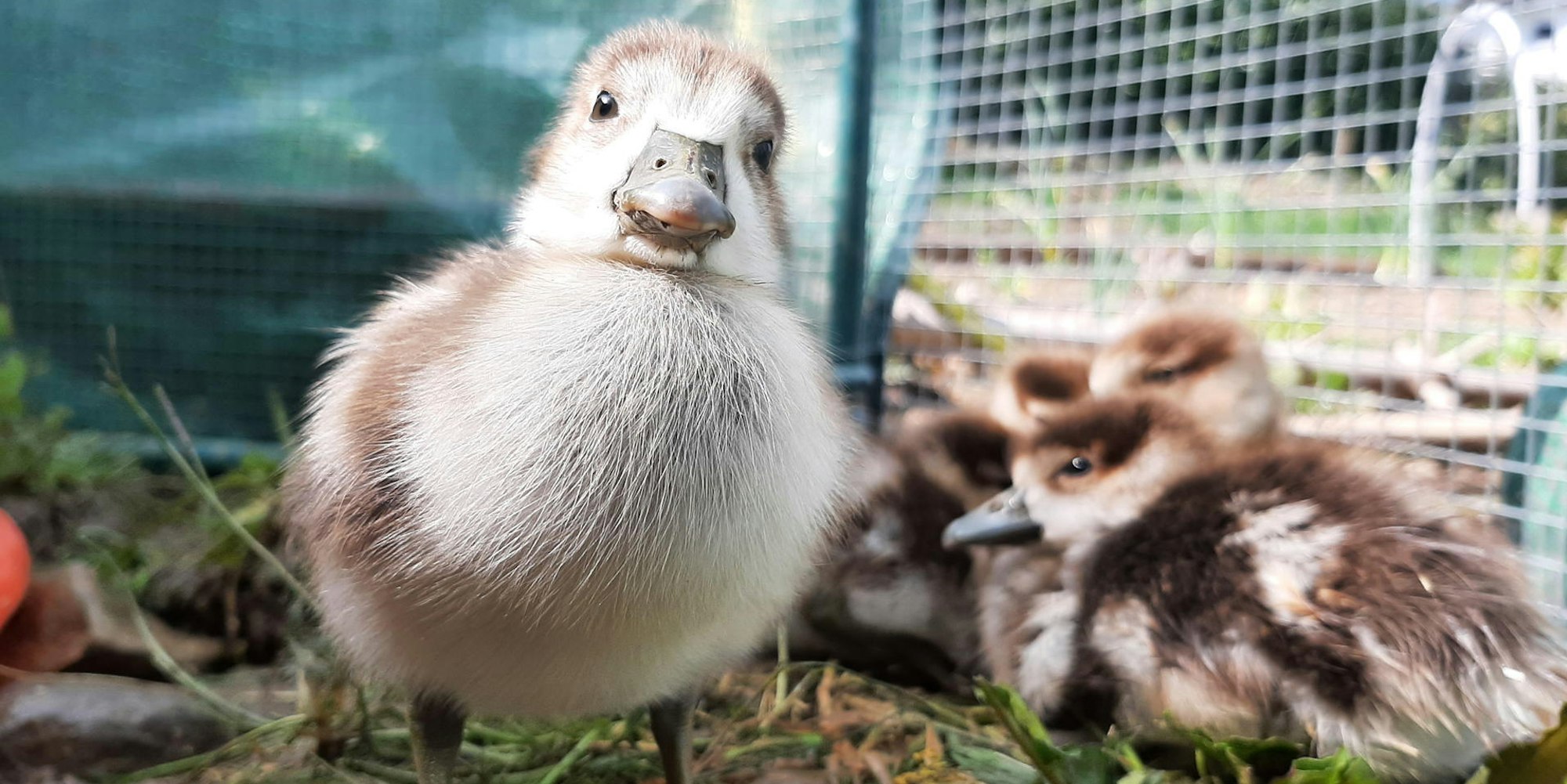 Ente_2_20210503_105302