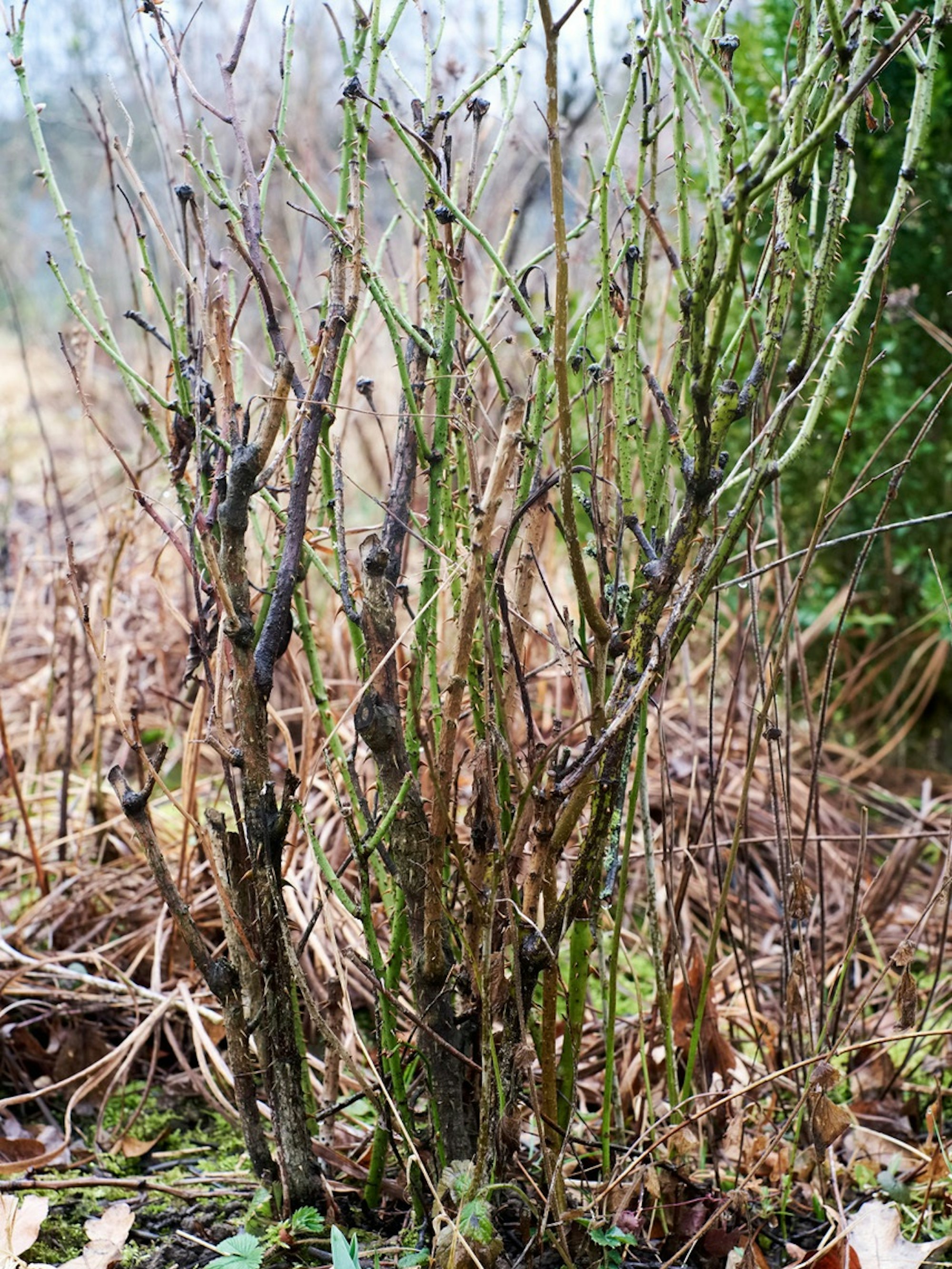 rosenstrauch ungeschnitten