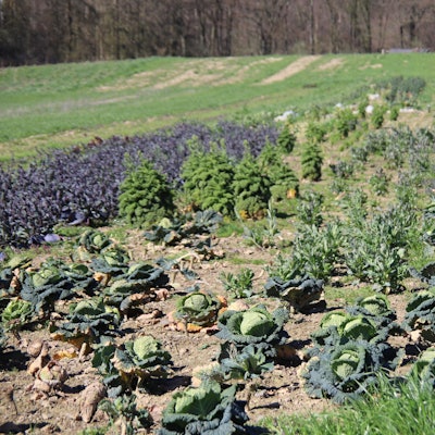 Solidarische_Landwirtschaft1