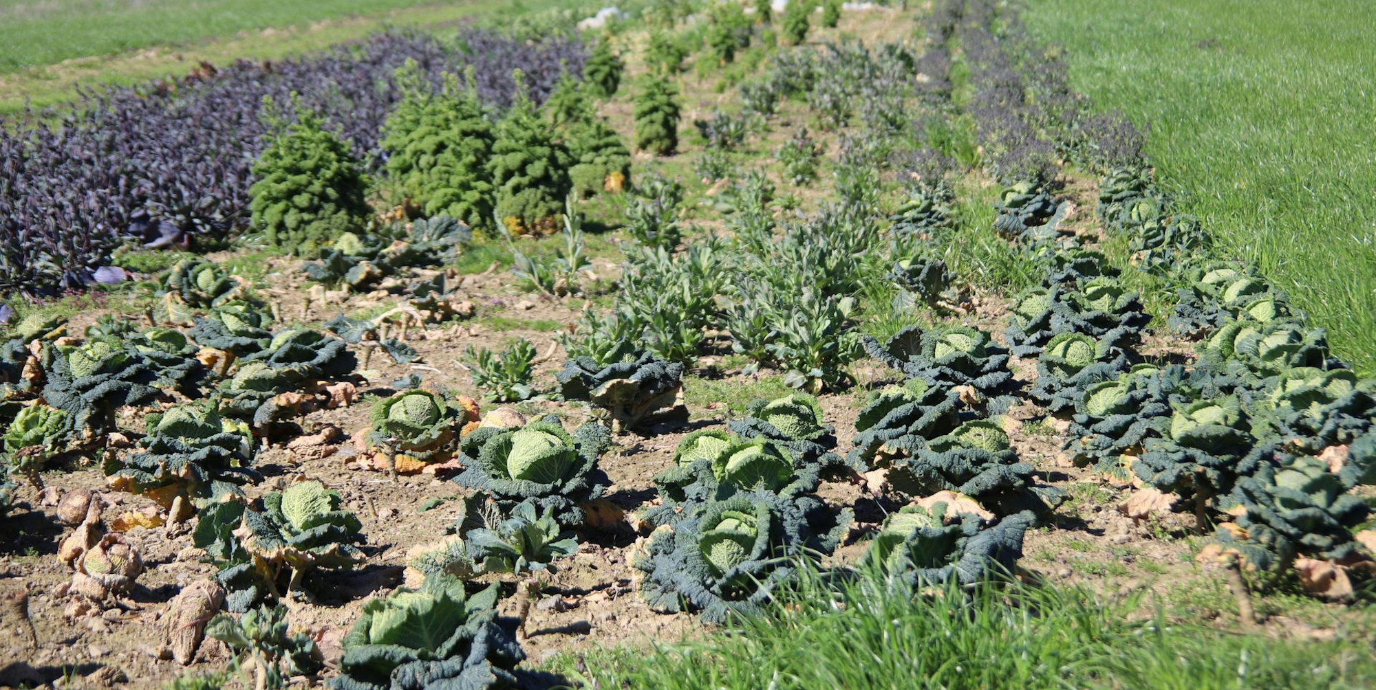 Solidarische_Landwirtschaft1
