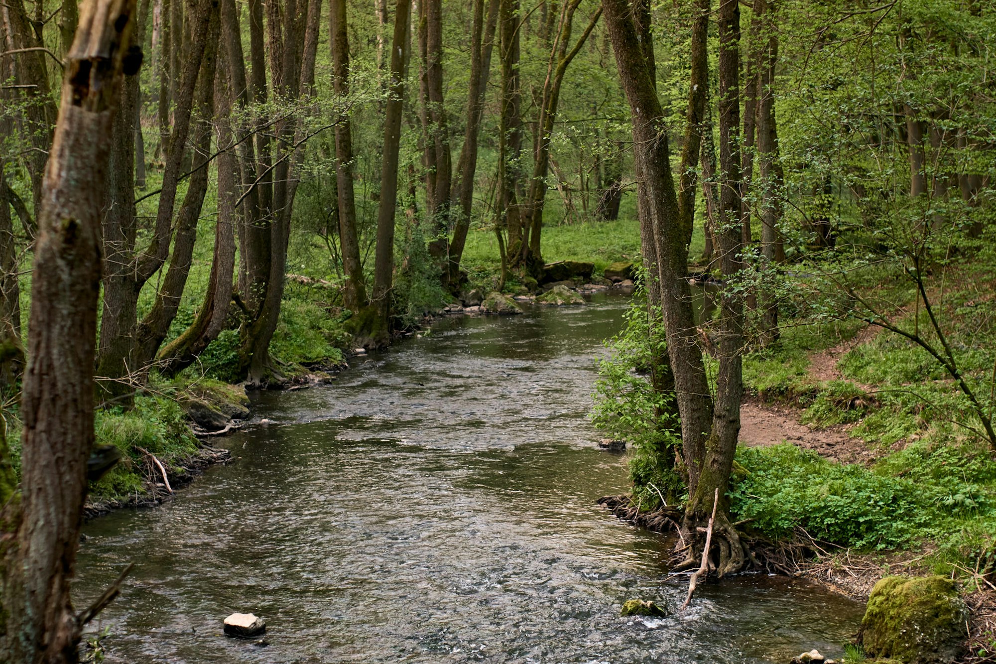 Stolberg Wiki 4.0 Lauf_der_Inde_im_Bereich_NSB_Gedau