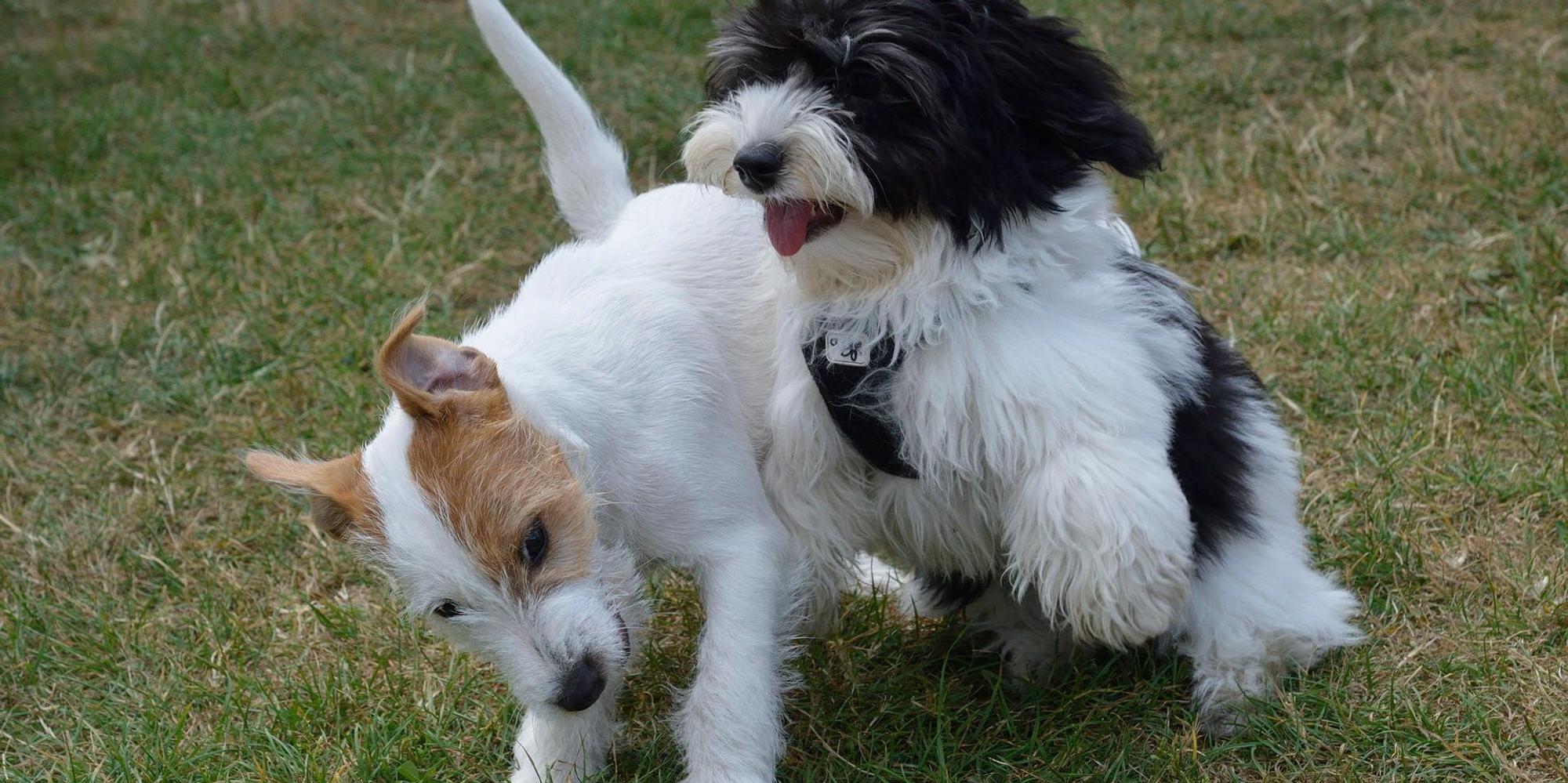 Hunde in der Hundeschule 131021