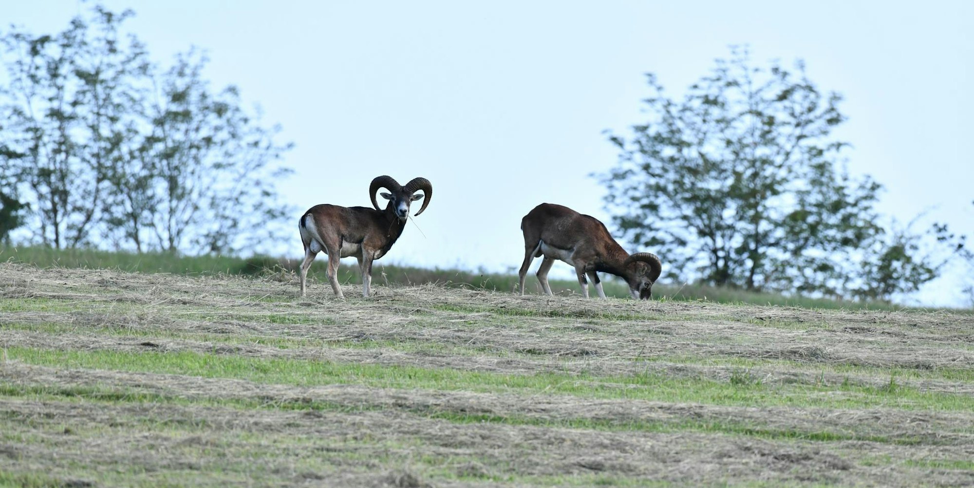 Mufflons_Wipperfürth