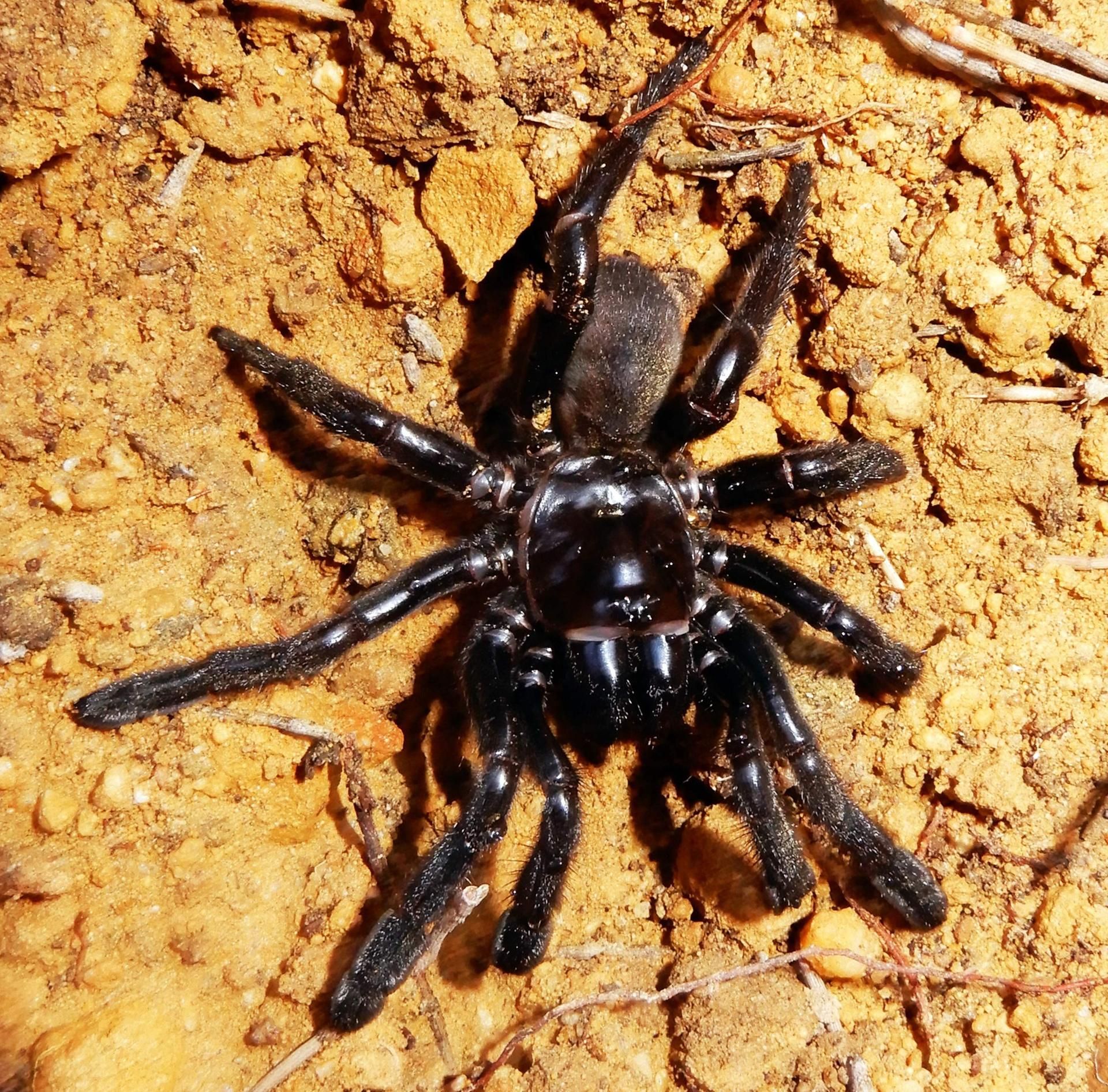 Spider afp neu