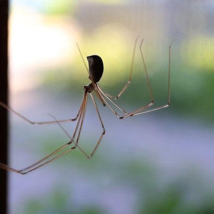 Spinne