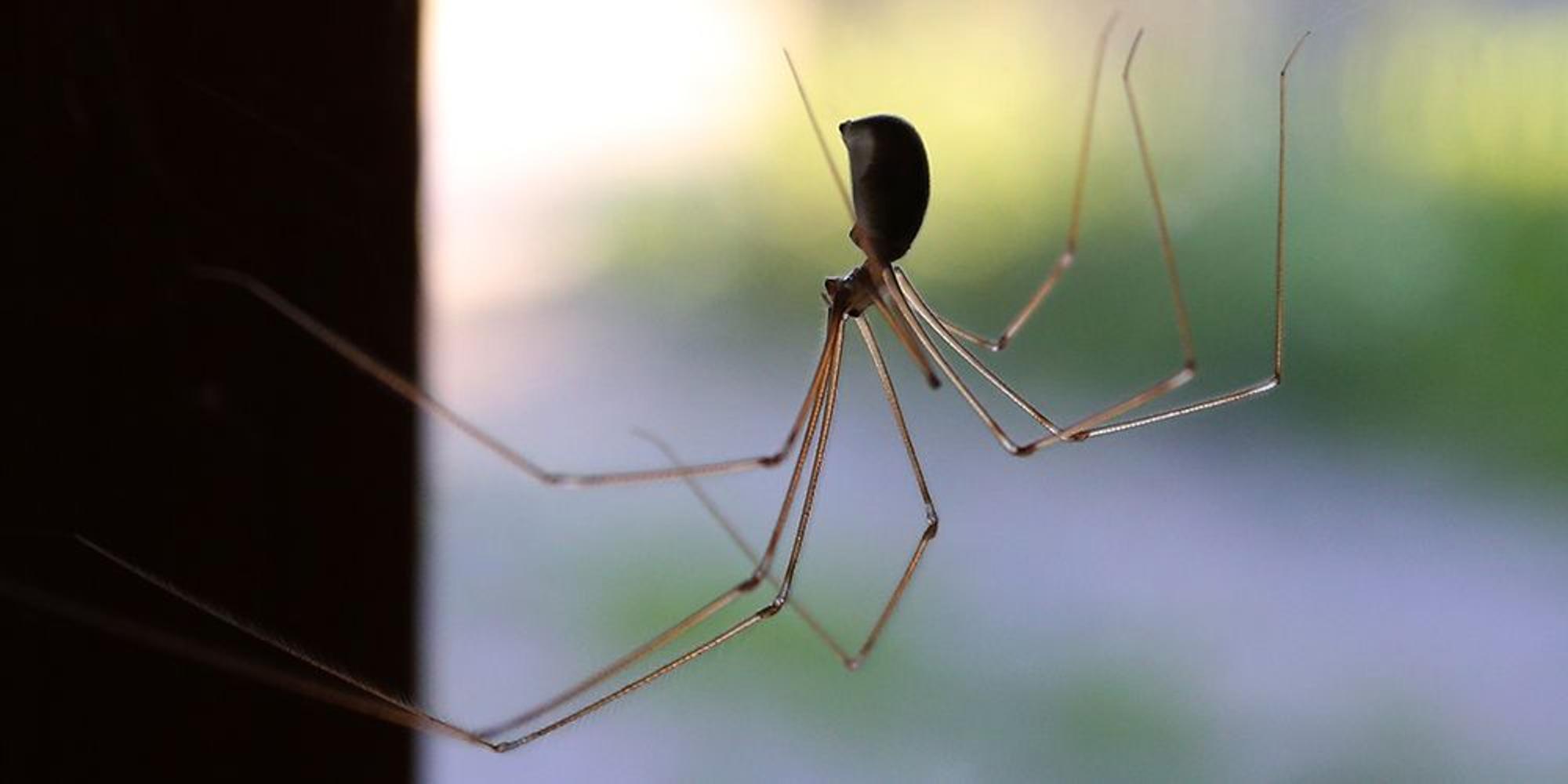 Spinne