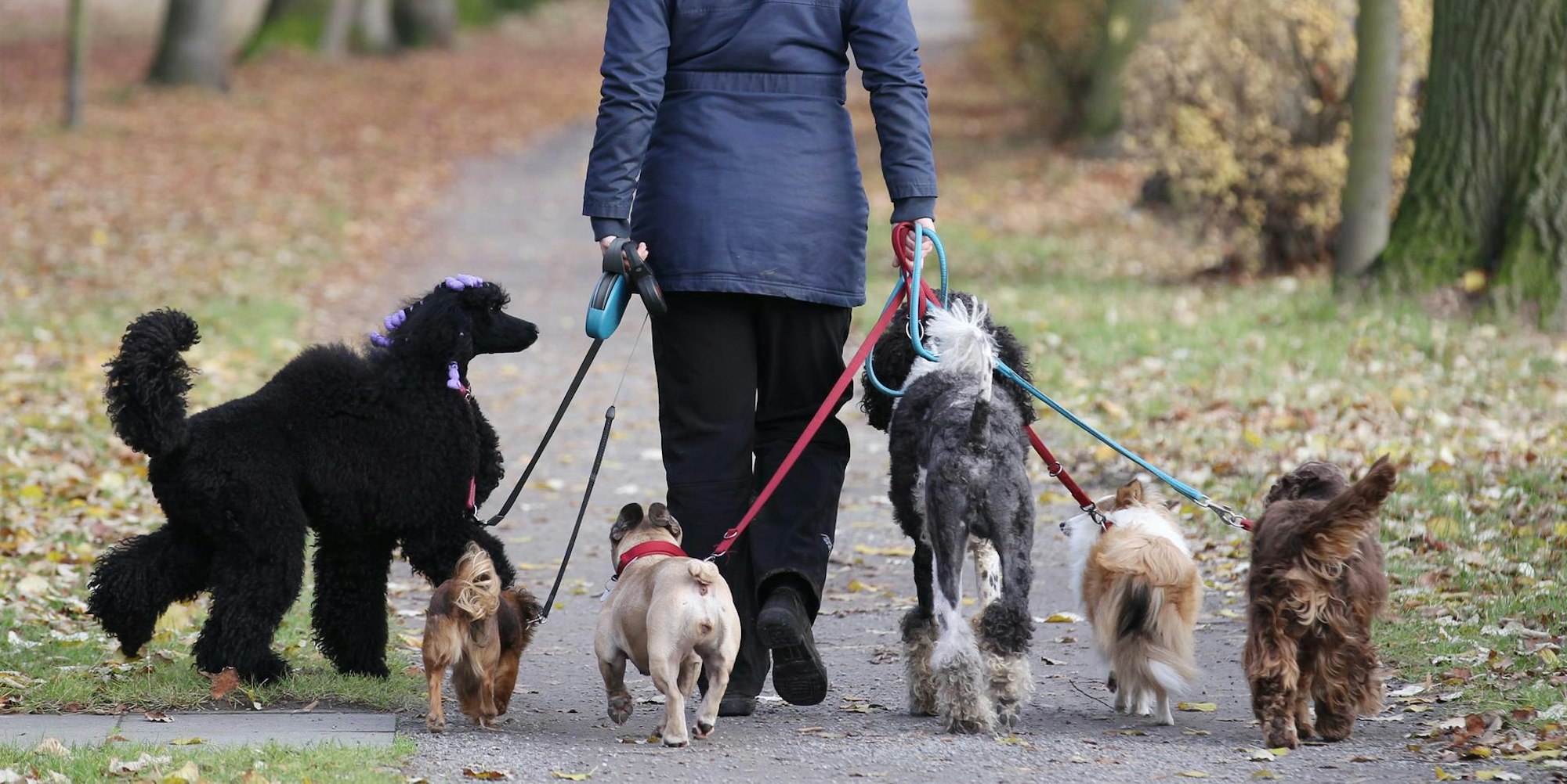 Hunde_Spaziergang_Wald