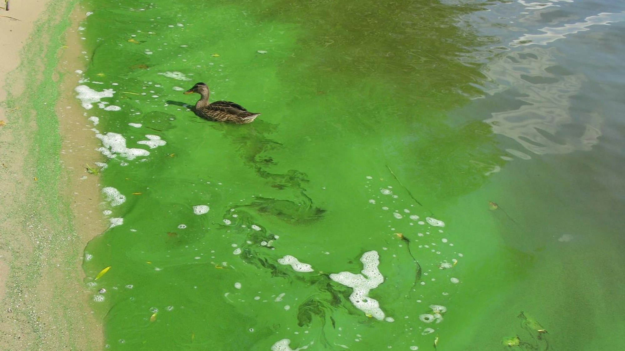 Blaualgen in einem Badesee.