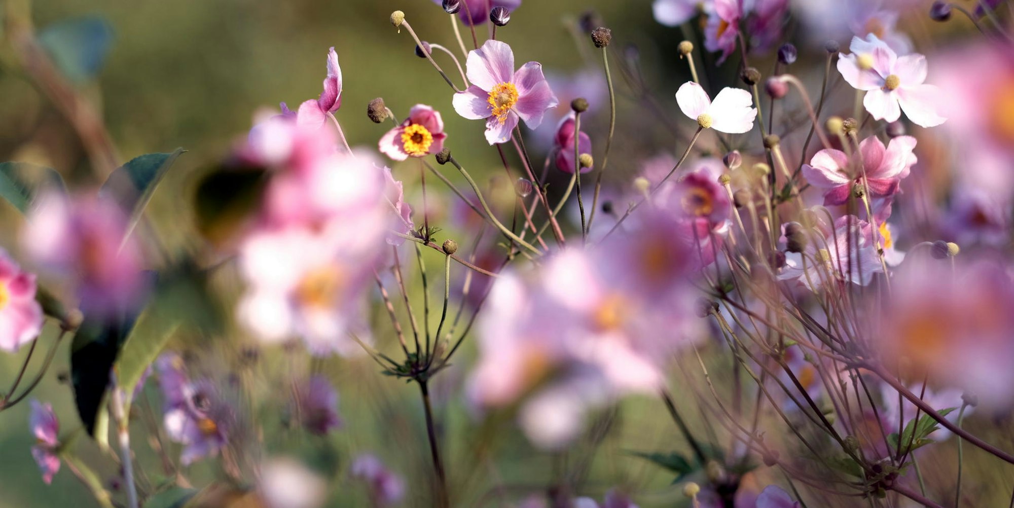 20190830max-garten11