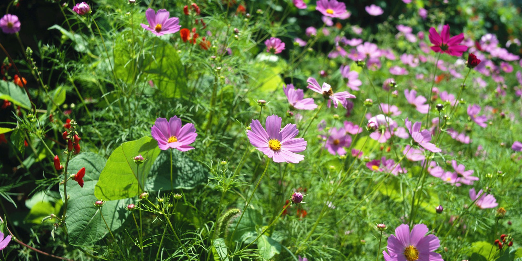 GettyImages-200279081-001_Cosmos_bipinnatus