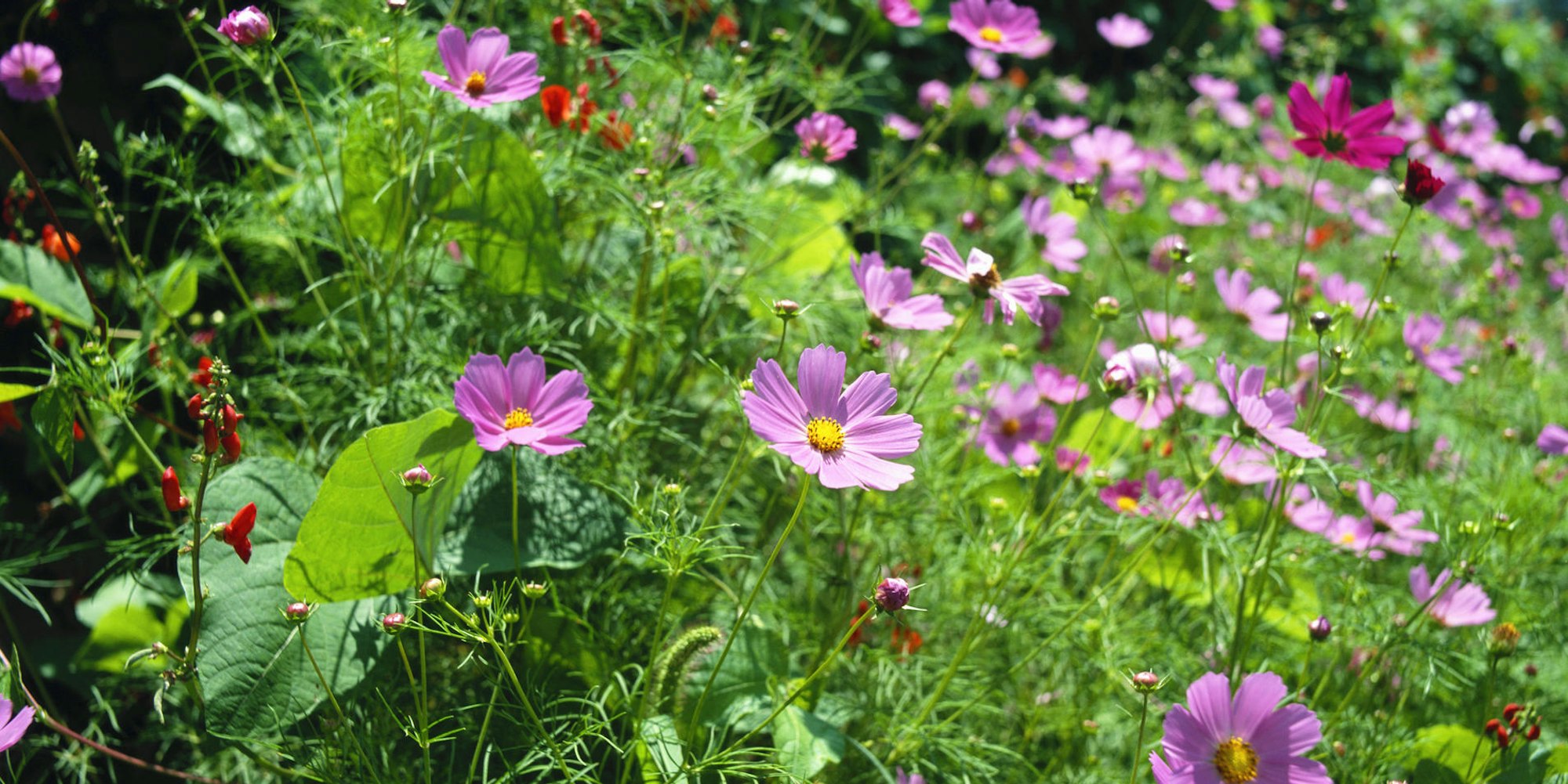 GettyImages-200279081-001_Cosmos_bipinnatus