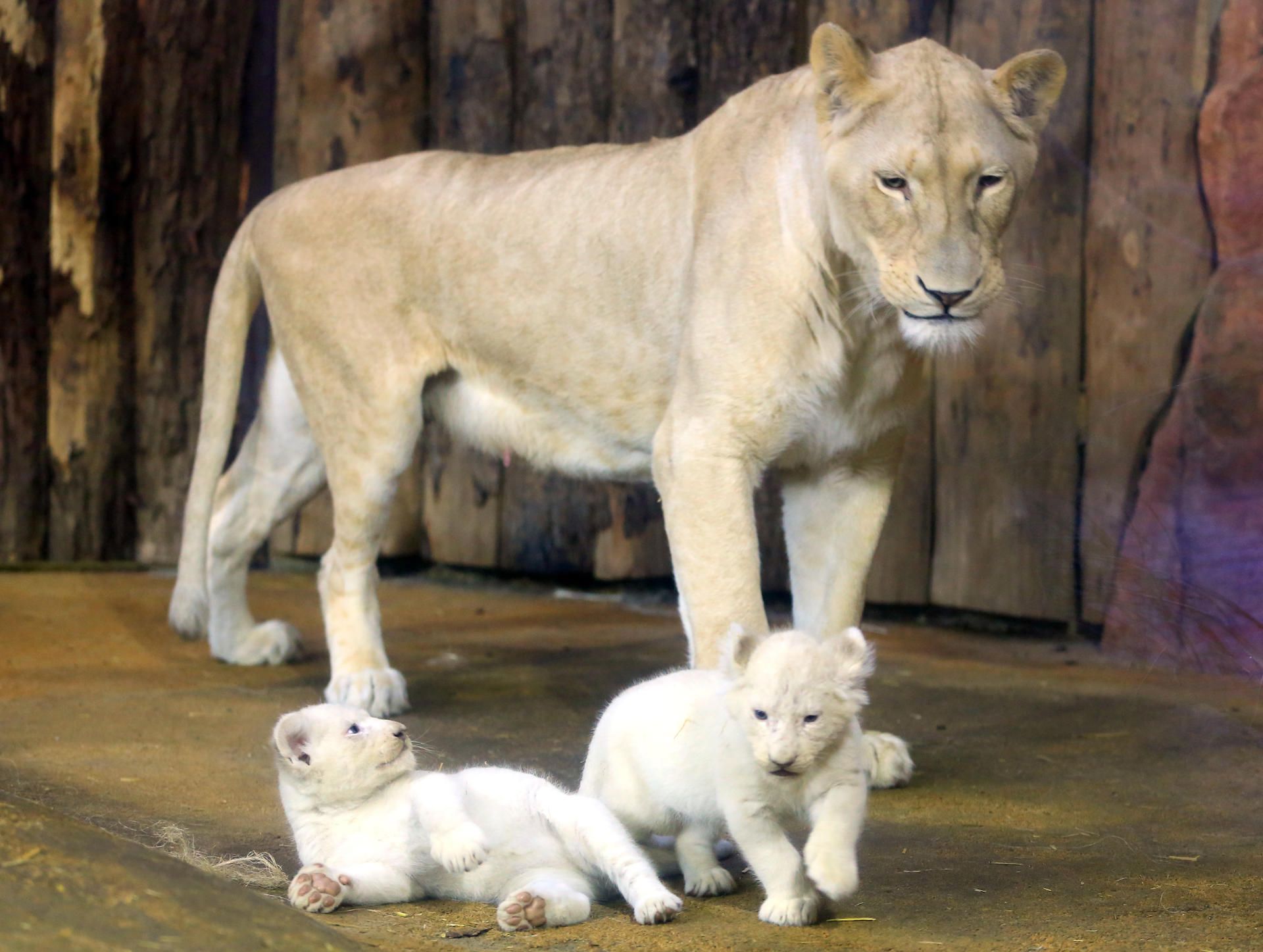 Zoo Tiernachwuchs 2