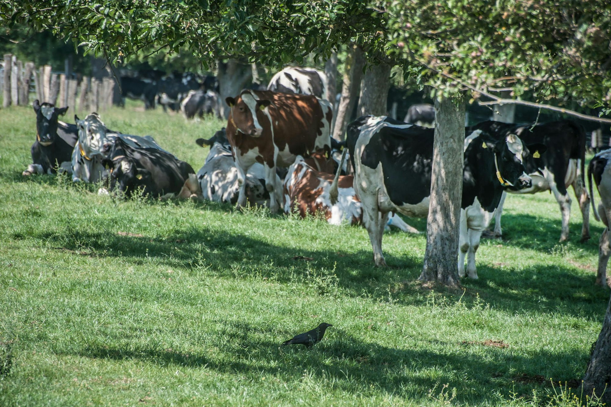 Kühe im Schatten