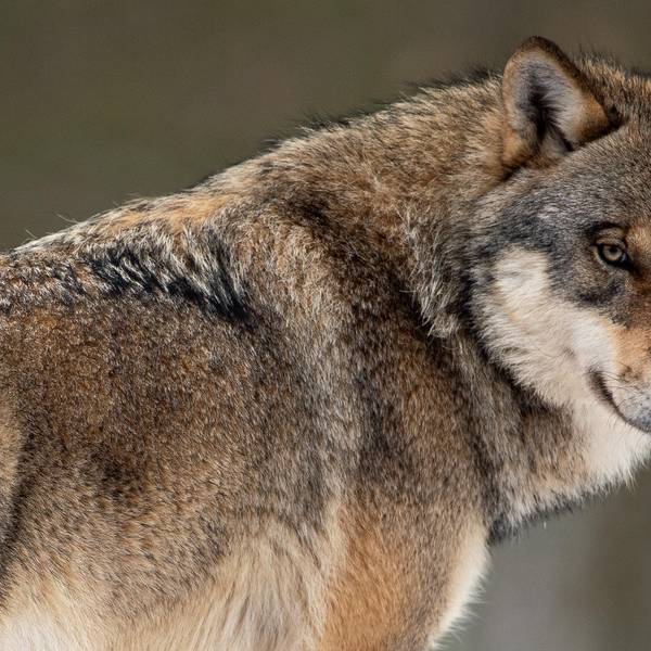Wolf
