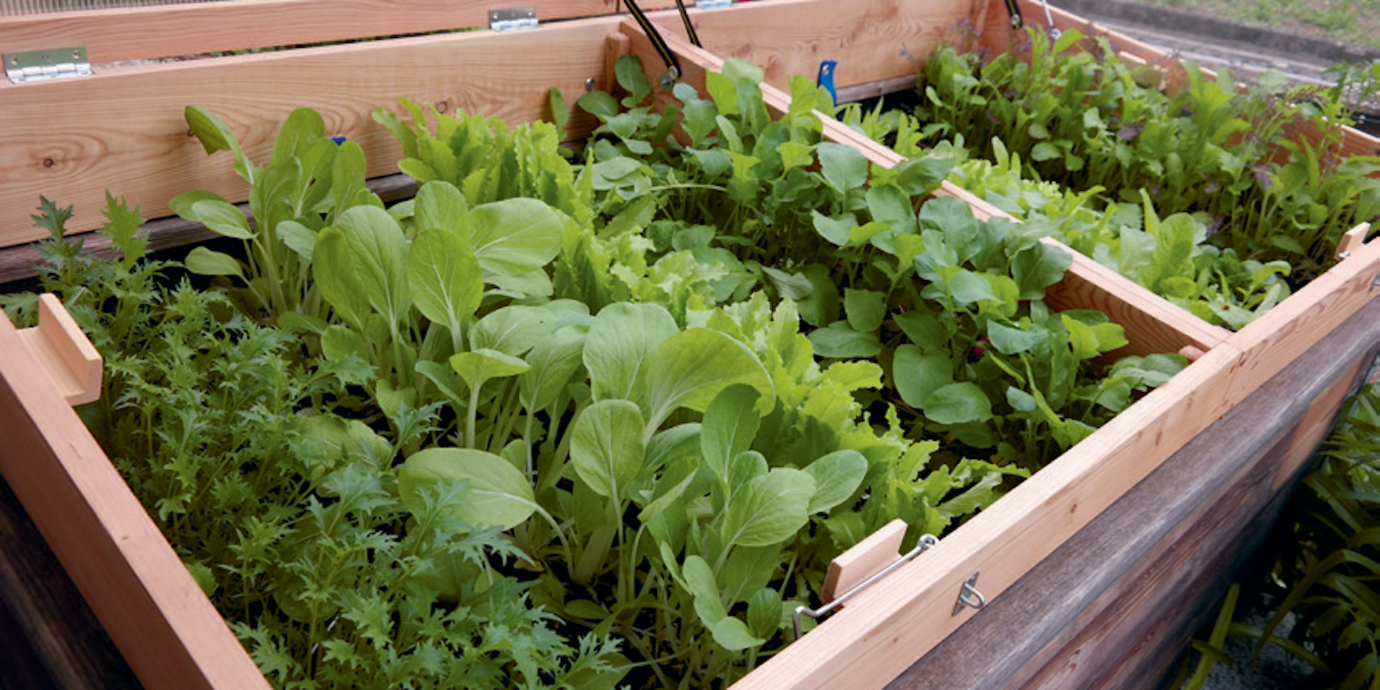 SensationellesWinterhochbeet----Doris-Kampas-3