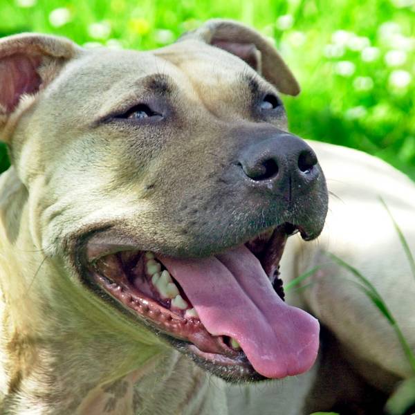 Staffordshire Terrier dpa