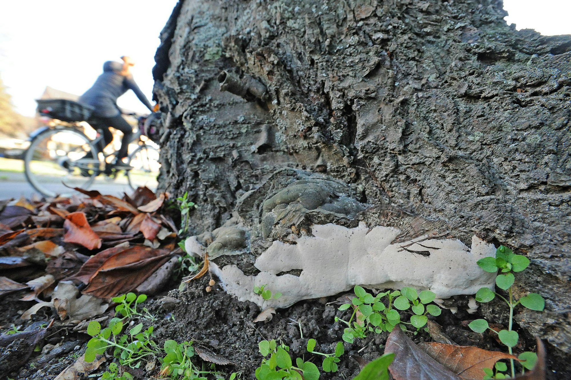 wu-leichlingen-stadtbaeume_(2)